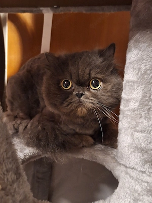 perser kater Philipp geimpft mit zubehör