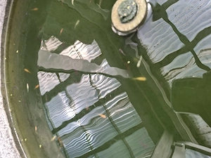 Medaka Fische für Teich oder Miniteich