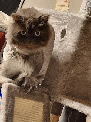 Perser kater Max geimpft mit zubehör 