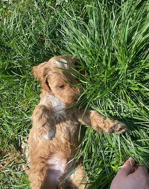 Cockapoo Cockerpoo Welpen können am nächster Woche eine neue Familie erfreuen 
