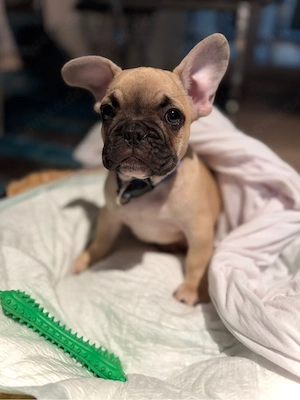 französische bulldoge welpe fawn 3,5 monate alt