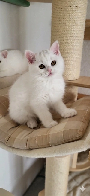 Wunderschöner BKH Kater