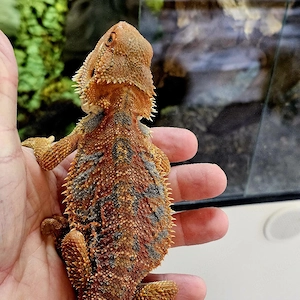 Bartagame Gruppe 1.3