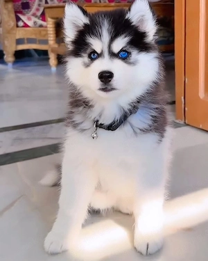 Bezaubernde Husky-Welpen mit blauen Augen (Rüden und Hündinnen)