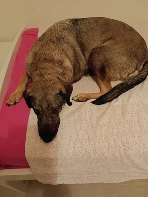 Hallo ich mus dringend bis mai für meine hündin ein neues zu hause finden dringend