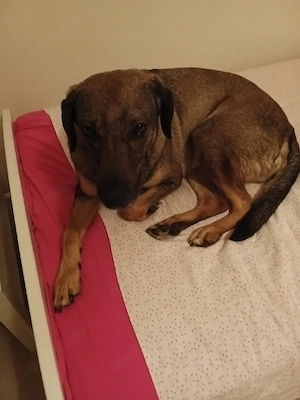 Hallo ich mus dringend bis mai für meine hündin ein neues zu hause finden dringend