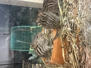 Mäuse streifen Gras  Bild 2