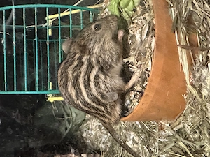 Mäuse streifen Gras 