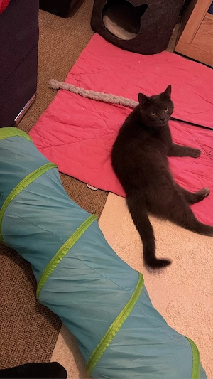 Russisch blau kater  Bild 2