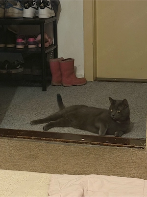 Russisch blau kater  Bild 3