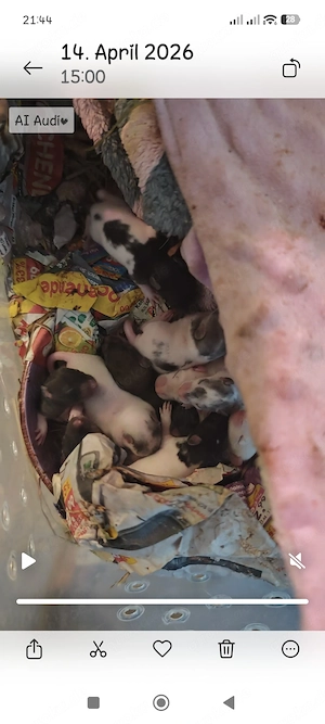 Farbratten Babys Jungtiere 