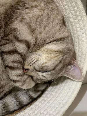 Deckkater sucht liebe Katzendame