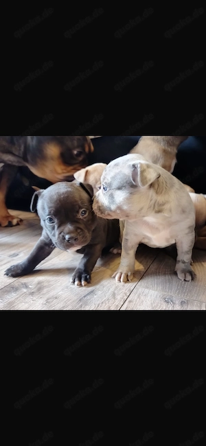 American Pocket Bully Welpen 8 Wochen alt 