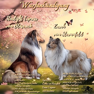 Wurfankündigung Collie Langhaar 