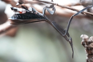 Ceratocrania macra, Gottesanbeterin, Mantiden