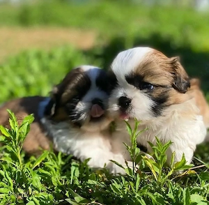 Kontaktieren Sie uns über WhatsApp unter  