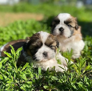 Shih-Tzu-Welpen zu verkaufen. Kontakt via WhatsApp:  