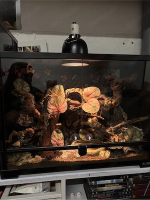 terrarium glas 60x45x45 OHNE inhalt