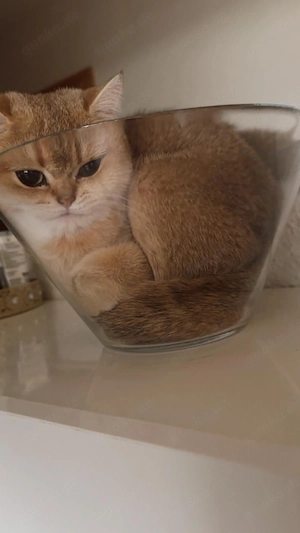 Britisch kurzhaar (Bkh) kitten