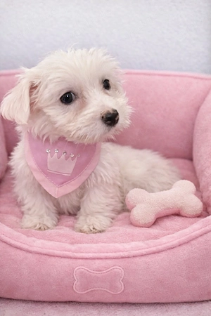 Maltipoo- Malteser- Mädchen mini Bild 3