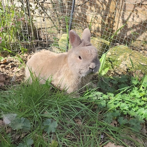 Zuckersüßer älterer Zwergkaninchen Kastrat sucht Zuhause-geimpft 