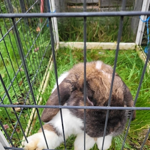 Zutraulicher älterer Zwergwidder Kastrat sucht Zuhause 