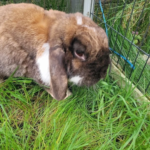 Liebe soziale Kaninchen Kastrate 0-5Jahre suchen Zuhause-geimpft  Bild 4
