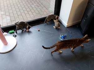 4 Bengalkätzchen suchen neue zu Hause.