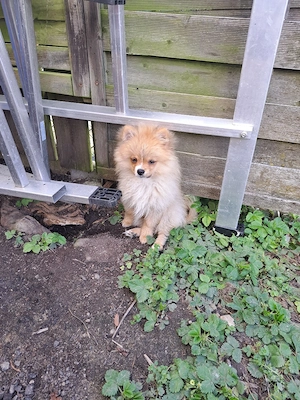 zwergspitz Pomeranian