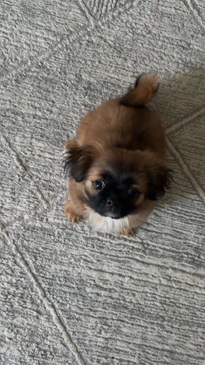 Pekinese Welpe Bild 2