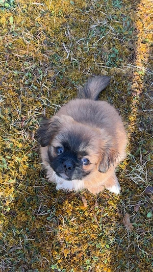 Pekinese Welpe Bild 3