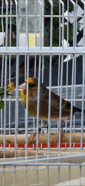 Kanarienvögel Mischling 