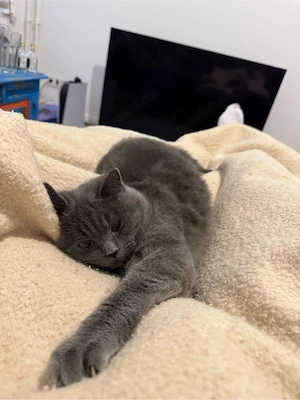 kater Bkh 8monaten alt 