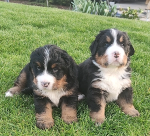 Bernersennenwelpen (Rüden) suchen ein neues Zuhause