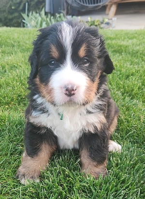 Berner Sennen Welpen (Rüden) suchen ein neues Zuhause