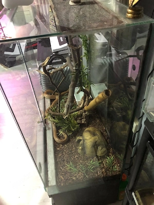 Kornnater abzugeben mit Terrarium