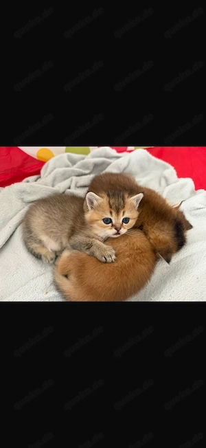 Britische Goldchinchilla-Kätzchen