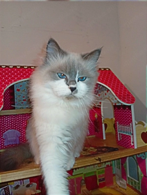 Ragdoll- und Perserkatzen
