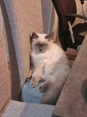 ragdoll Katze   