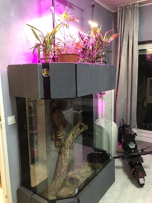 Kornnatter abzugeben mit Terrarium