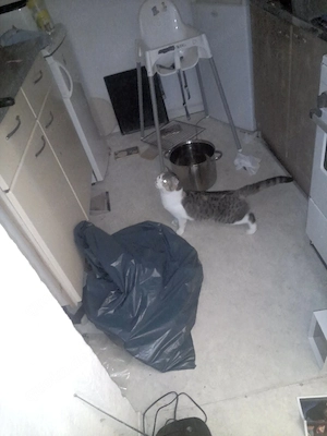 verkaufe schottische Waldohr Katzen 