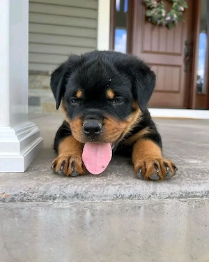 Superniedliche und gesunde Rottweilerwelpen