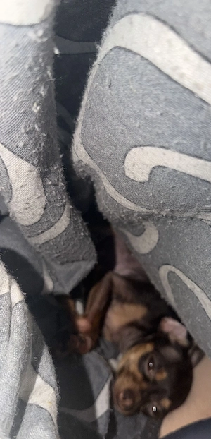 Kleine Rusky Toy Hündin