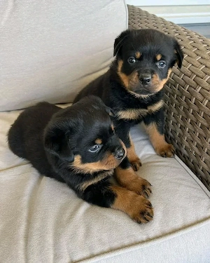 Superniedliche und gesunde Rottweilerwelpen