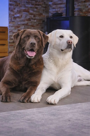 Labrador Welpen die Koffer sind gepackt sie sind reinrassig, mit Ahnentafel