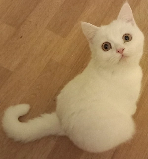 wunderschön Katze Bkh in liebevolle Hände abzugeben. 