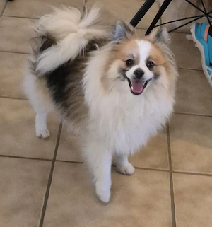 Hallo, hier bin ich :) ein 8 Monate alter Pomeranian Zwergspitz Rüde sable white parti mit Ahnentafe