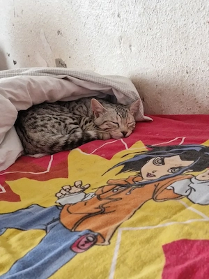 Smokey sucht ein neues Zuhause 