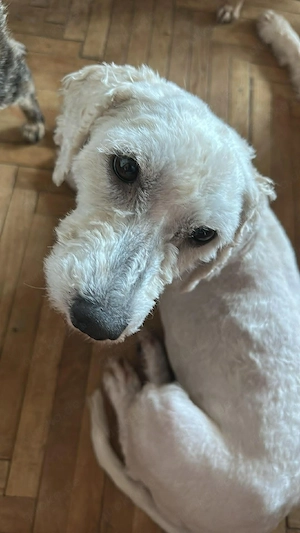 Penny, kleines Lockenköpfchen sucht Körbchen