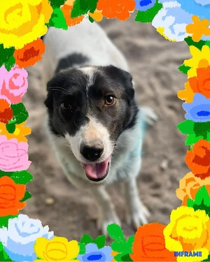 Bildhübsche Mischlingshündin